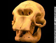 http://www.mjourney.com/news/News_from_Greece/images/story.elephant.skull.jpg